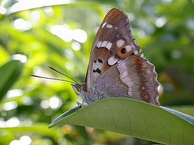 Groteweerschijnvlinder220603B